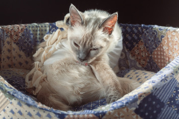 Fototapeta na wymiar Thai cat in a bandage licks after a sterilization operation.