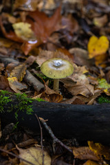 mushroom in forest