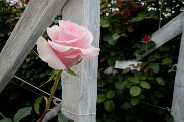Close up of ecuadorian roses, growing for export