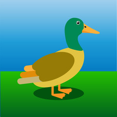 Mallard, water bird, flat vector illustration.