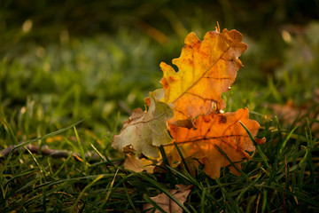 yellow autumnal leaf in the wood
