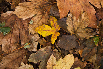 yellow autumnal leaf in the wood