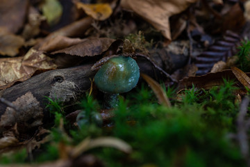 mushroom in the forest