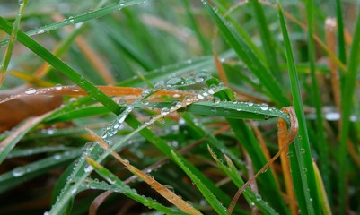 Drops of water on the green grass. Weather forecast, rain forecast.