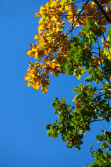 Blick in BAumkrohne im Herbst Autumn beautyfull colors