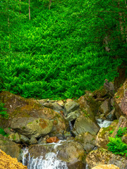 stream in the forest