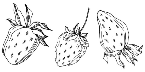 Vector strawberry fresh berry healthy food. Black and white engraved ink art. Isolated strawberry illustration element.