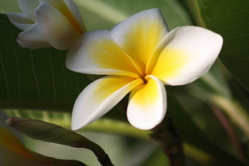 Trees, plants and wild flowers of the island of Crete in Greece
