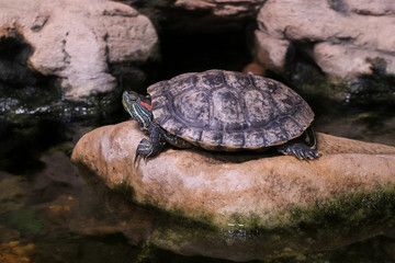 Trachemis resting on a stone. Exotic water turtle. Pond slider.