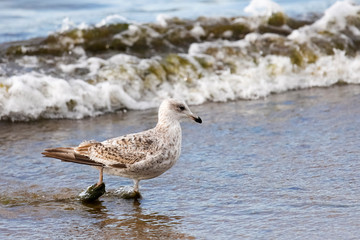One seagull walks on wet sand