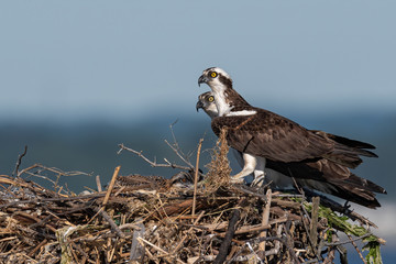 A pair of Osprey in their nest with hatchlings.