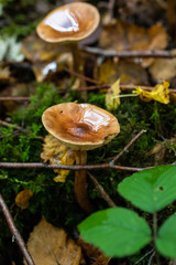 mushroom in forest