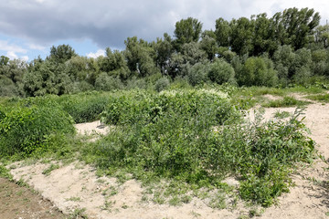 Fototapeta na wymiar Plants of Wisla river bank in Warsaw