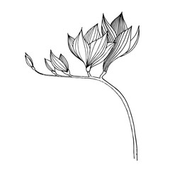 Vector Freesia floral botanical flower. Black and white engraved ink art. Isolated freesia illustration element. - obrazy, fototapety, plakaty