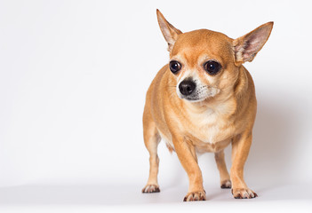 adult chihuahua dog looks up on a white background