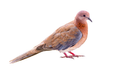 Laughing dove isolated on white background and looking into the camera.