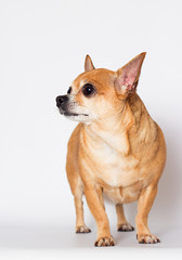 adult chihuahua dog looks up on a white background