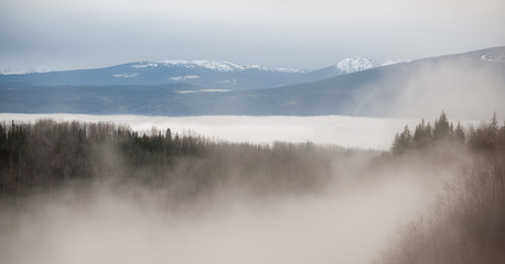 Fog in the Wilderness