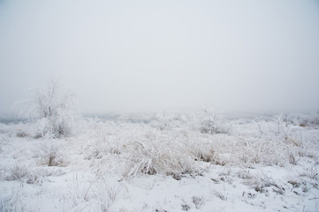 Obraz na płótnie Canvas Winter landscape. Frozen meadow flower