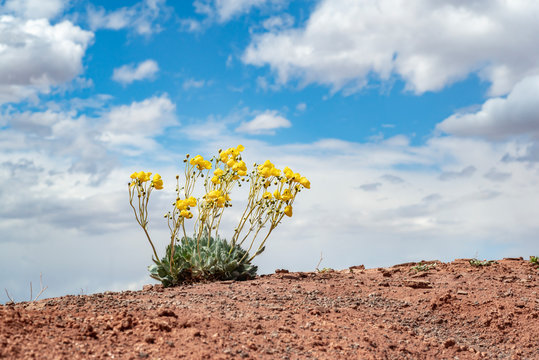 USA, Nevada, Clark County, Gold Butte National Monument. Las Vegas bear poppy (Arctomecon californica) in full bloom with yellow flowers flapping in the wind. - Powered by Adobe