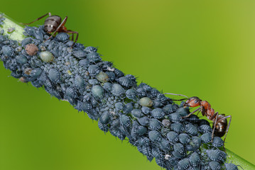Ants guard aphids, Symbiosis of ants and aphids, Ants protect aphids and get honeydew in return,...