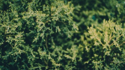 green background
