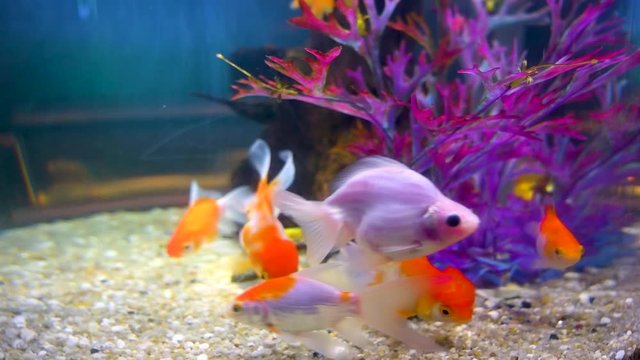 Many goldfish are swimming in the aquarium.