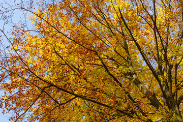 Baum mit gelb-roten blättern,