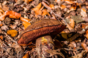 Pilze im Wald zwischen den Laubblättern