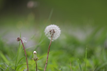 dandelion in the grass