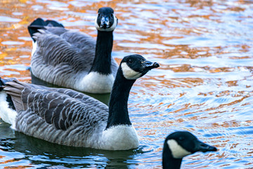 Obraz premium Gänse auf dem See