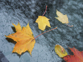 Autumn day, fallen leaves on the rain-wet car window.