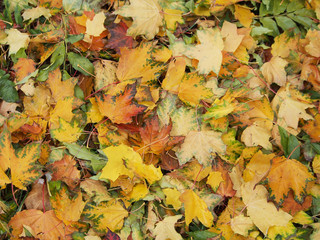 Carpet of fallen leaves lying on the ground in the autumn forest.