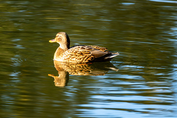 Eine Ente schwimmt auf dem See