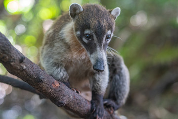 Coati sitting on a tree