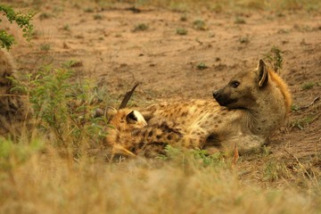 The spotted hyena (Crocuta crocuta) (laughing hyena) laying in the sand with small cute baby. Hyena female nursing her baby. Mother love.