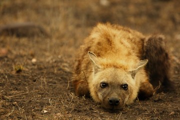 The spotted hyena (Crocuta crocuta) (laughing hyena) laying in the sand. Hyena mother in Kruger NP.