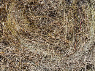 Hay in a roll, end part, close-up. Textured background made of natural materials.