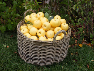 Apples-large, ripe fruit, wet after the rain in a wicker basket. An elaborate dummy. 