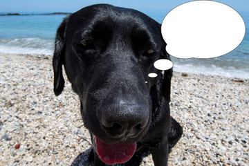 Funny picture with bubble idea face black dog on the beach.