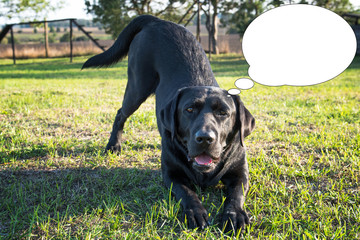 Funny picture with bubble idea dog in the park at sunny day.