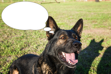 Funny picture with bubble idea dog laughs. German shepherd.