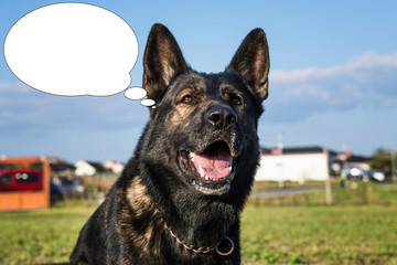 Funny picture with bubble idea dog laughs. German shepherd.