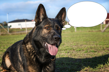 Funny picture with bubble idea dog laughs. German shepherd.