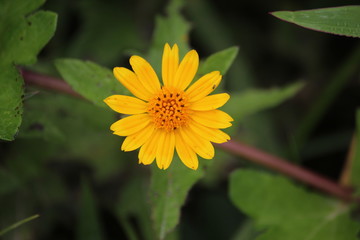 arnica yellow flower