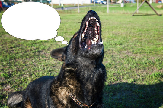 Funny picture with bubble idea dog is barking. German shepherd.
