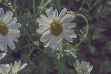2019 daisy flower background montains garden old filter vintage