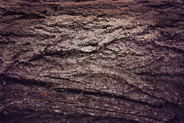 Rough texture of the old tree bark.