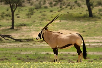 Naklejka na ściany i meble The gemsbok or gemsbuck (Oryx gazella) standing on the sand with green background.