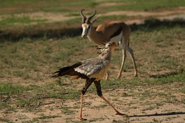 Walking secretary bird (Sagittarius serpentarius) on the sand in Kalahari desert. Springbok in the green grass and springbok in the background.